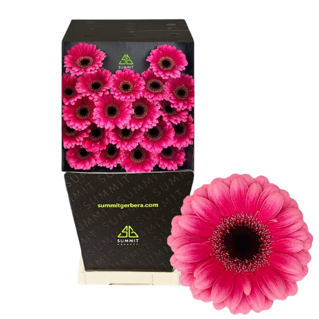 Гербера мини амели в Санкт-Петербурге