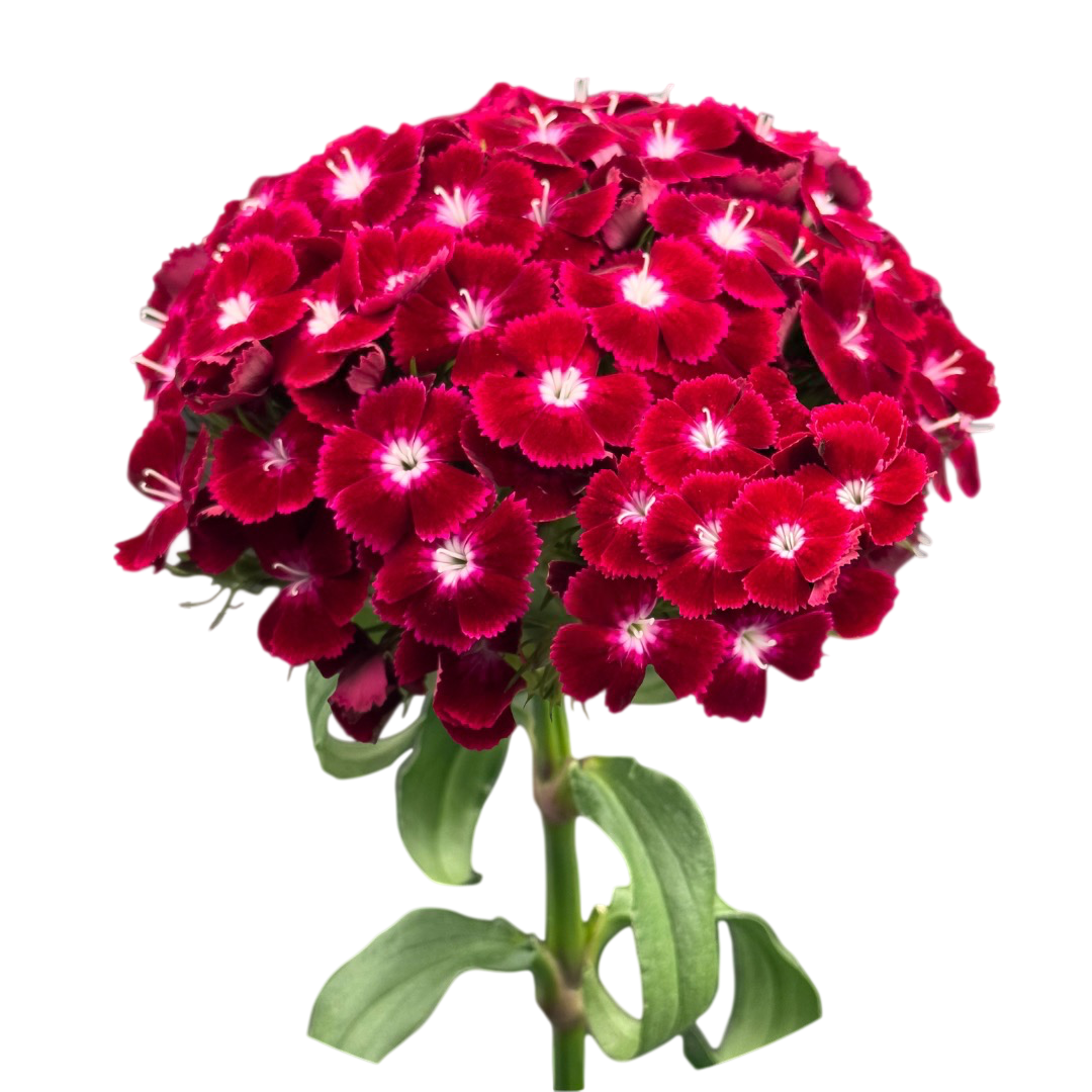 Carnation barbatus burgundy