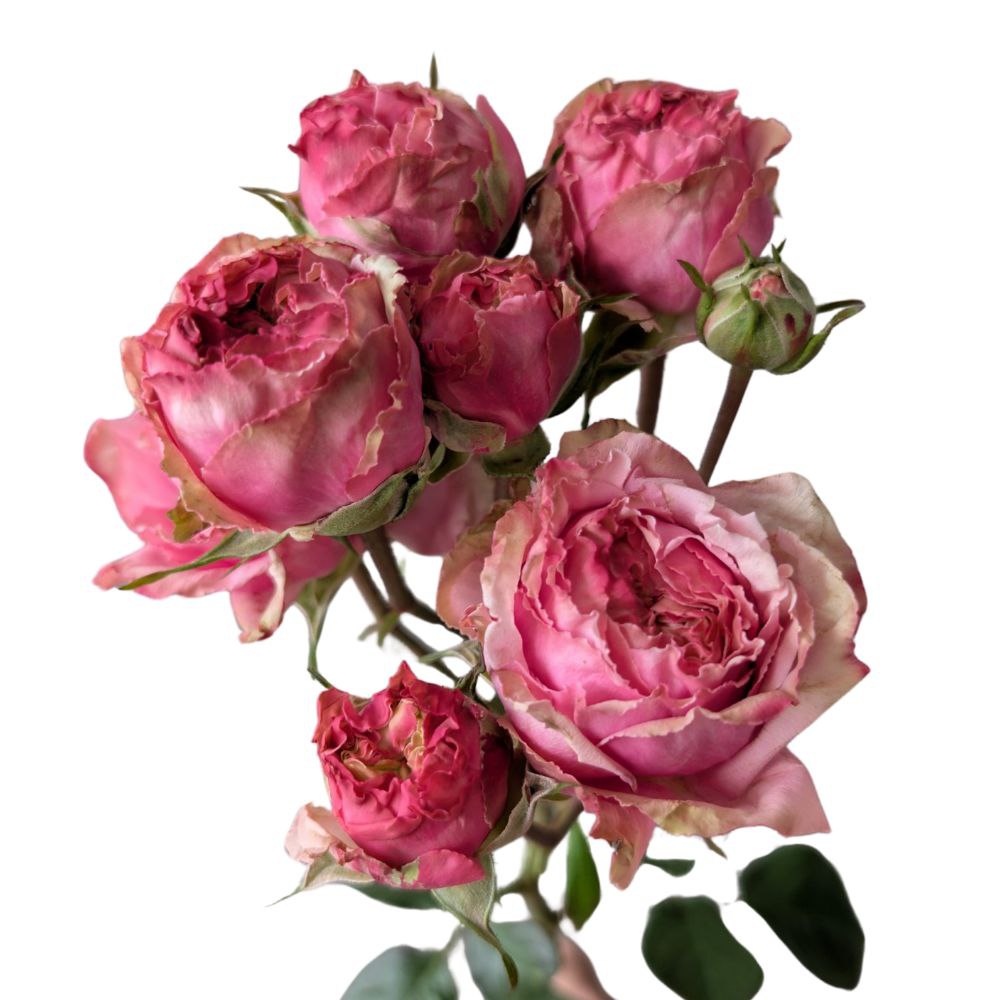 Роза тр маркиза в Санкт-Петербурге