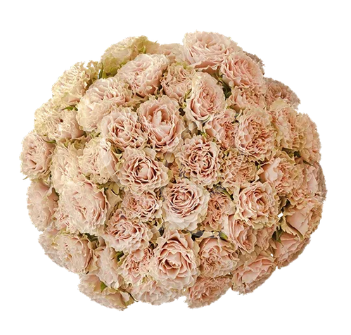 Роза куст би эмейзинг в Москве