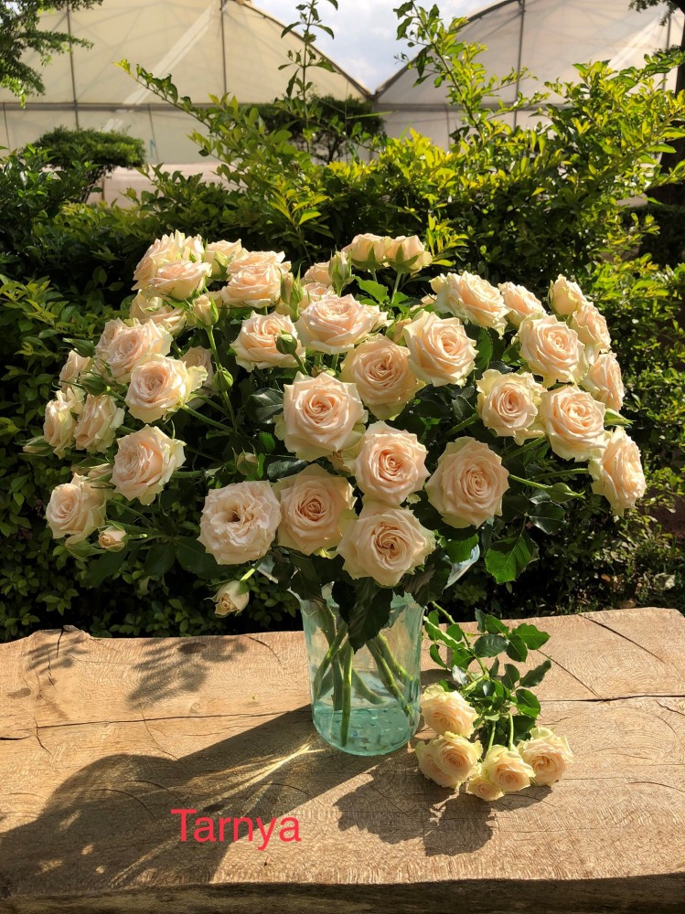 Rose spray tarnya