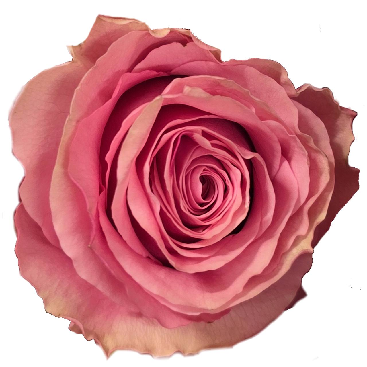 Роза однг свит спот в Москве