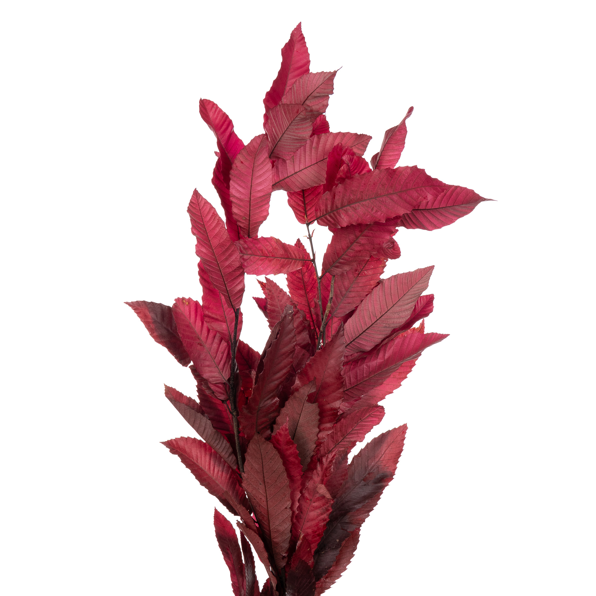 Листья Каштан стабилизированный цикламен в Москве