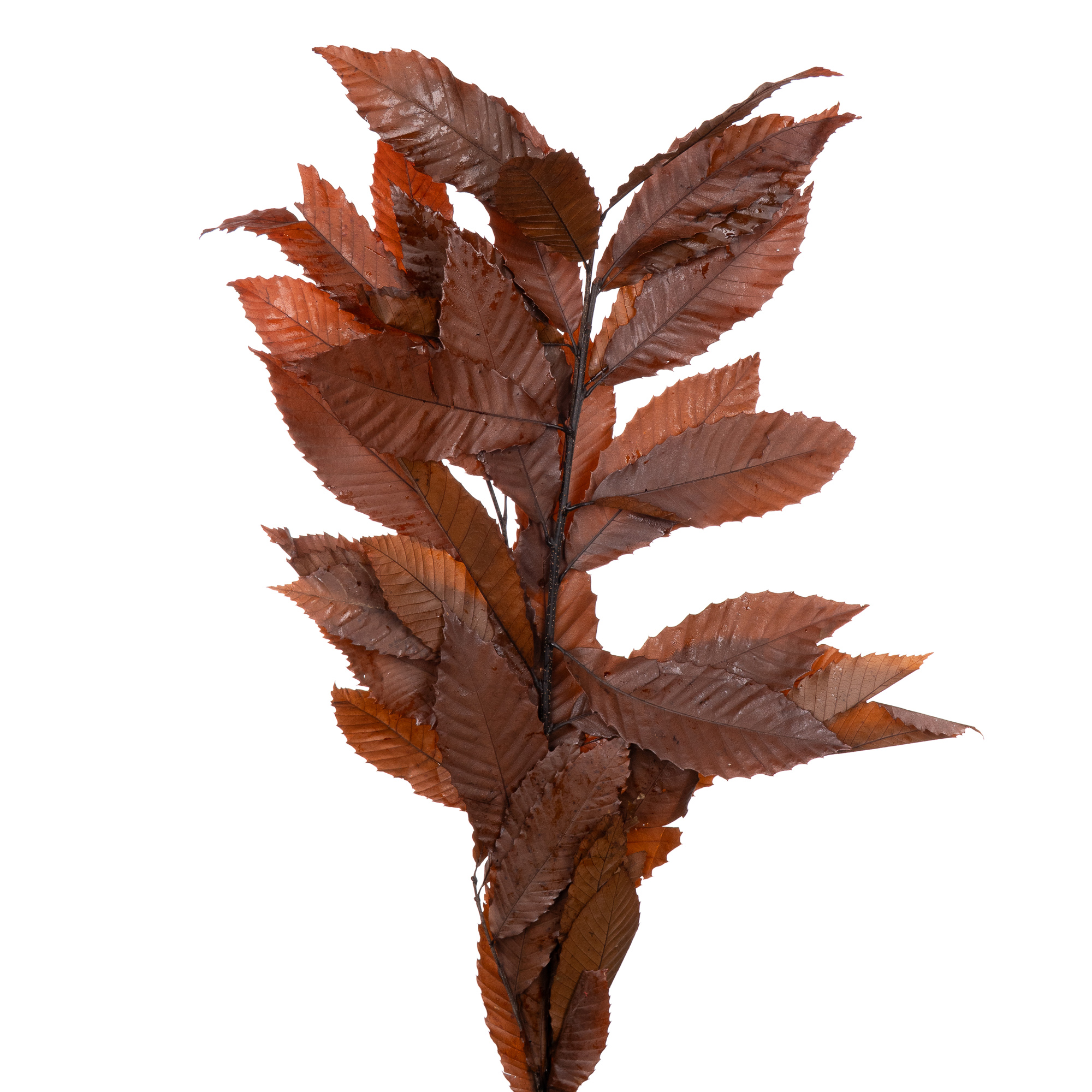 Листья Каштан стабилизированный коричневый в Москве