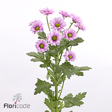 Chrysanthemum santini melody