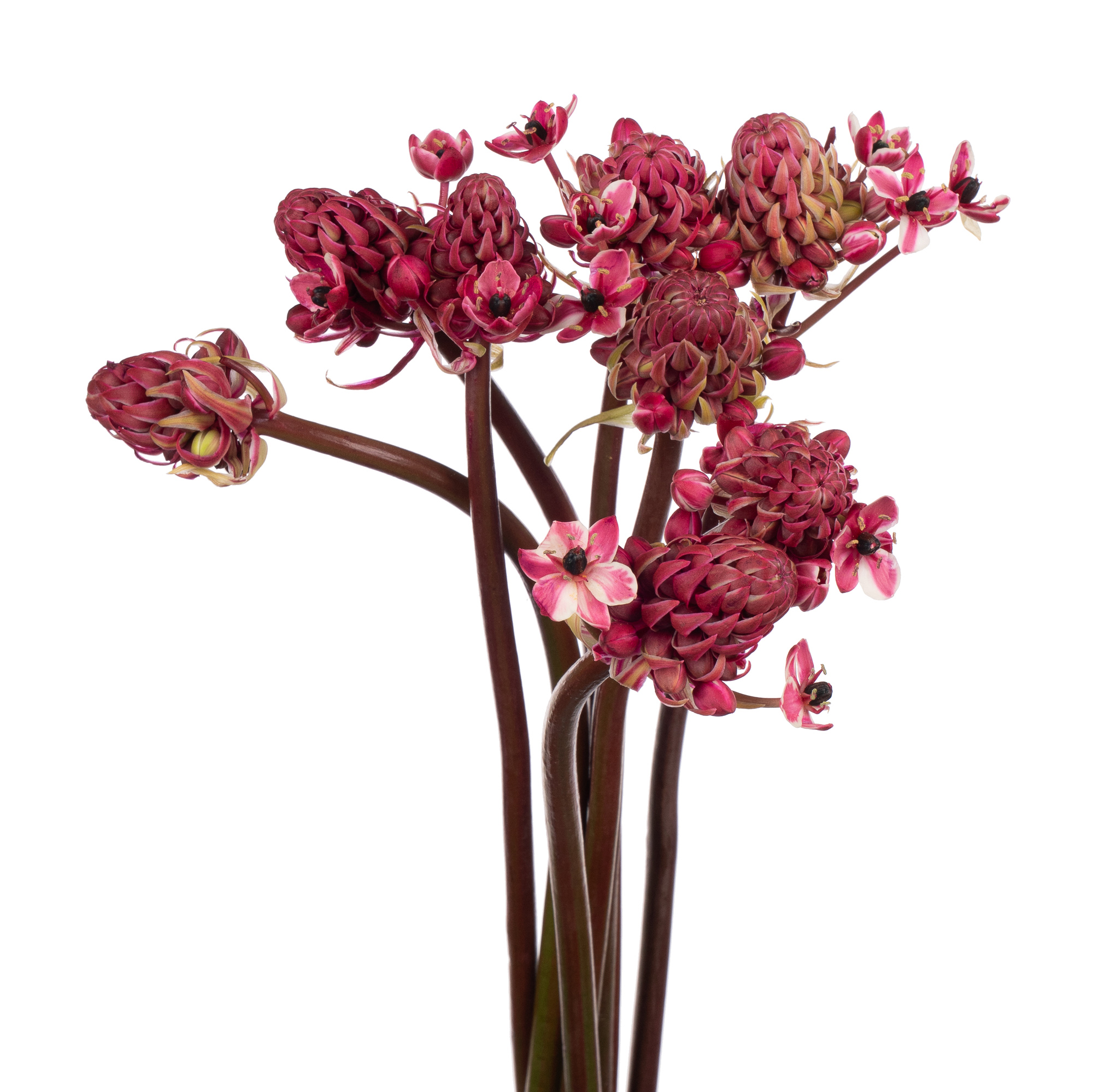 Орнитогалум краш. розовый