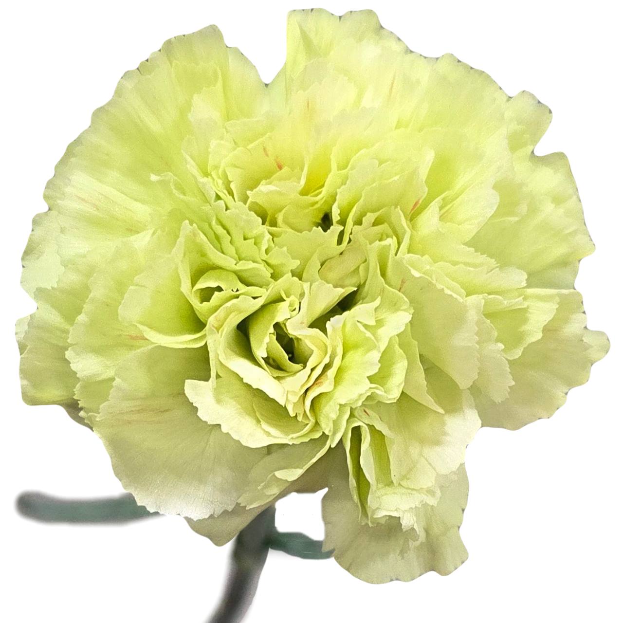 Гвоздика гринфилд в Москве