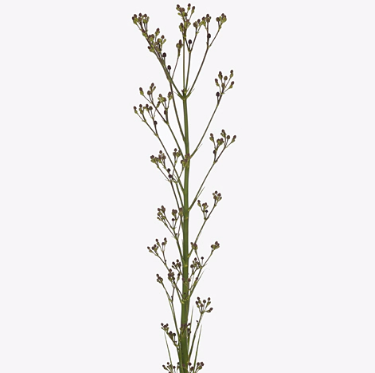 Эрингиум джаинт ред сюрпрайз