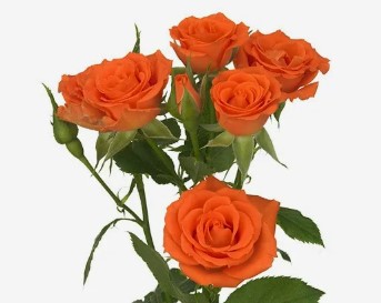 Роза куст фенси блоссом в Москве