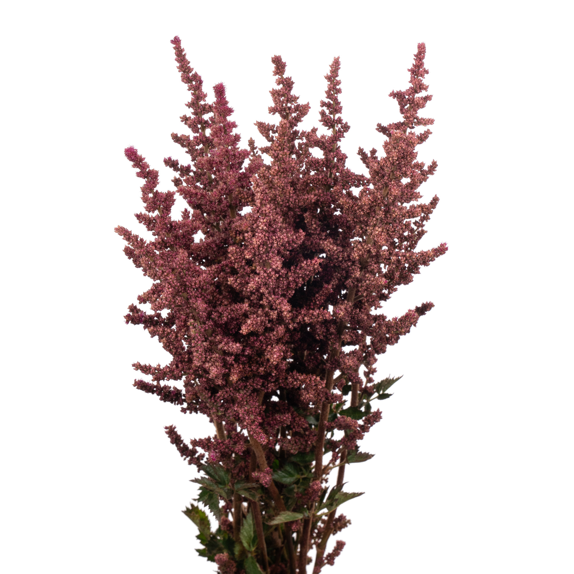 Астильба отм глоу