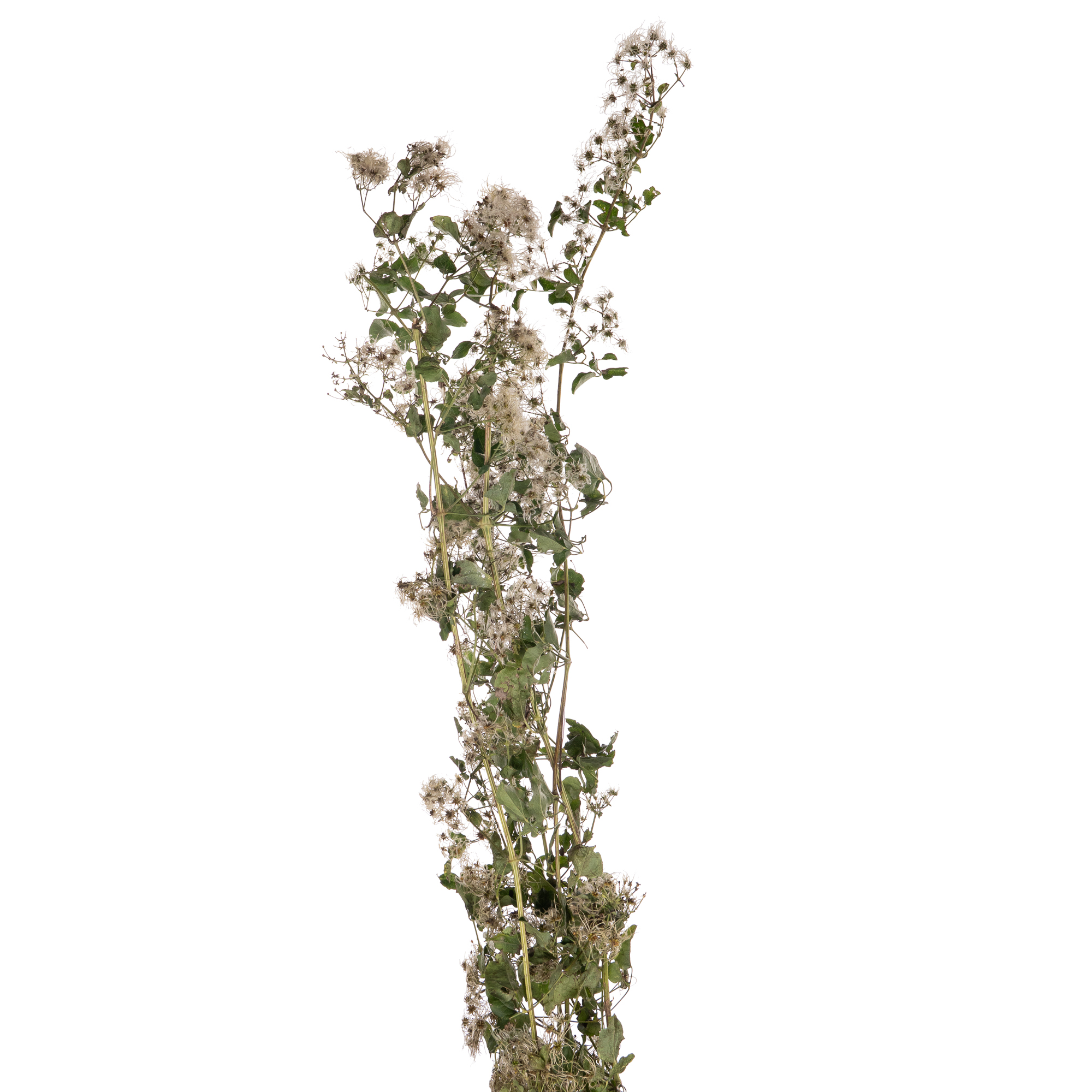 Клематис виноградолистный