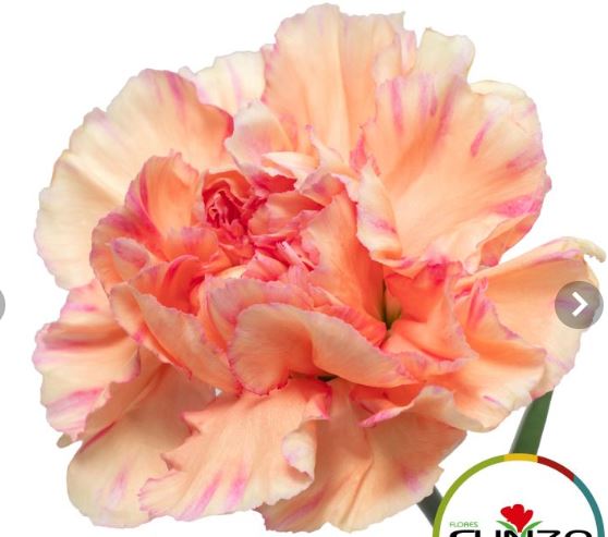 Гвоздика куддл