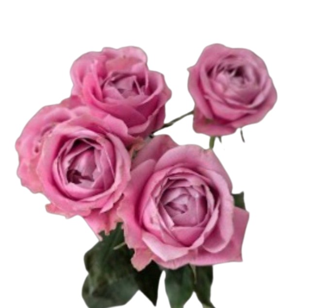 Роза куст лакшэри блоссомс в Москве