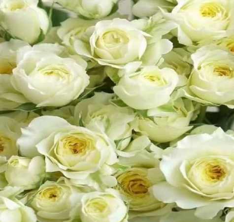 Роза куст вармт