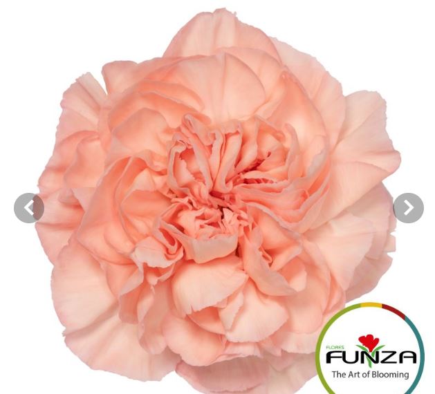 Carnation eternal love