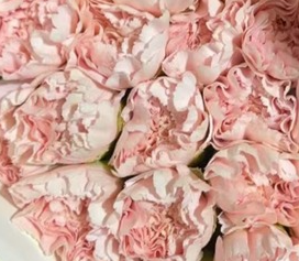 Carnation pink powder
