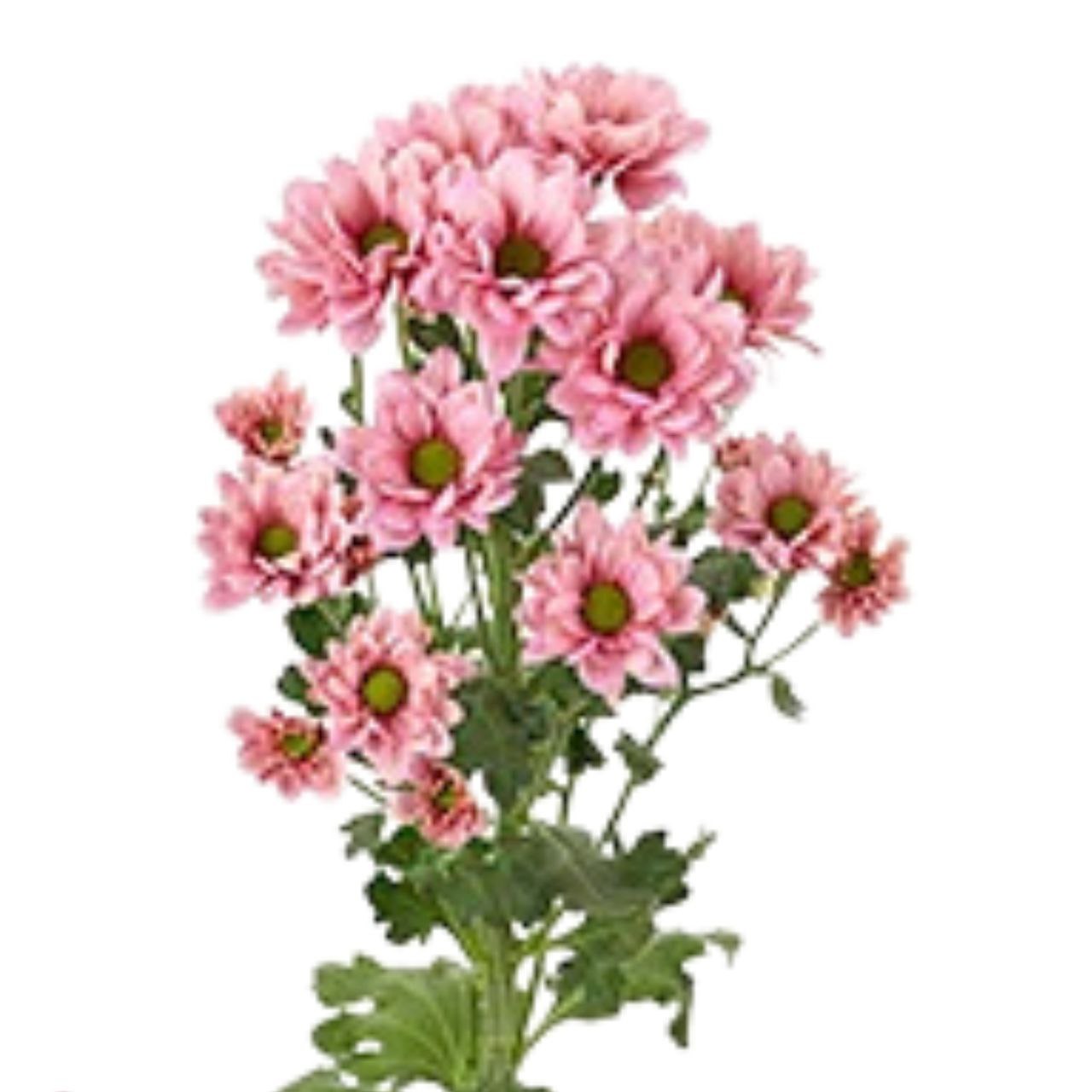 Хризантема куст реск люче