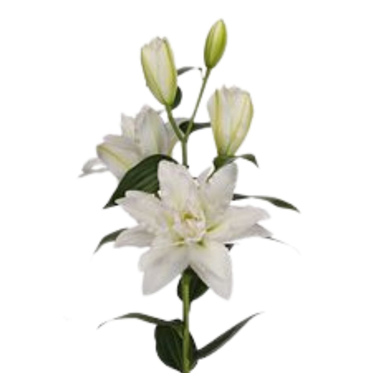 Lilium oriental double canova | Wholesale flowers, plants and supplies Lilium oriental double canova
