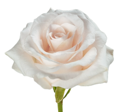 Роза однг фэнси дримс в Москве