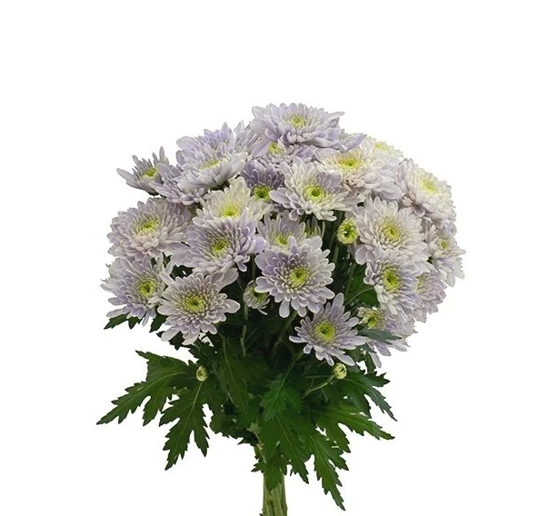 Хризантема куст опал