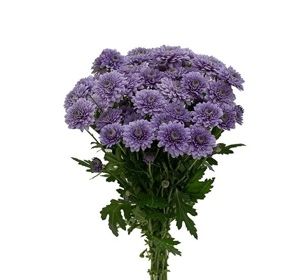 Хризантема куст сапфир пурпурная
