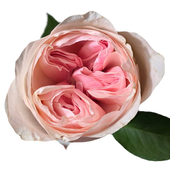 Rose kathrine