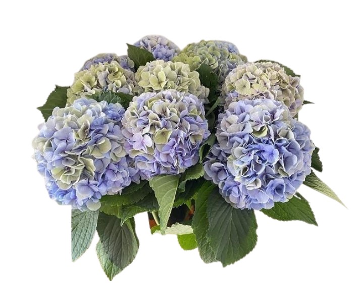 Гидрангия вендетта классик блу в Москве