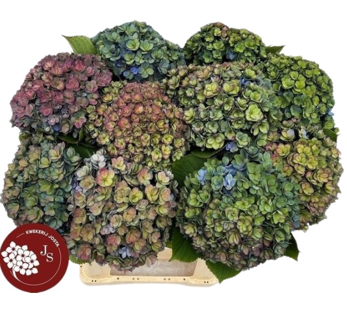 Гидрангия роял кисс классик грин ред в Москве