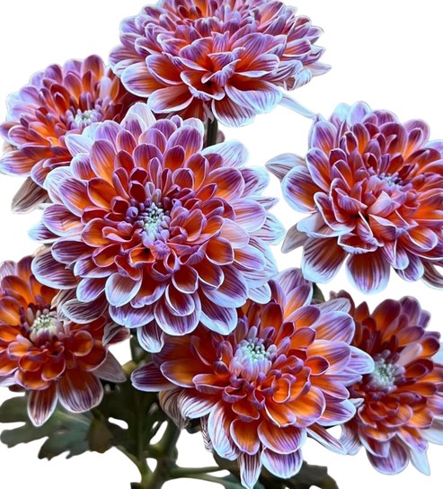 Хризантема тр краш. берривуд в Новосибирске