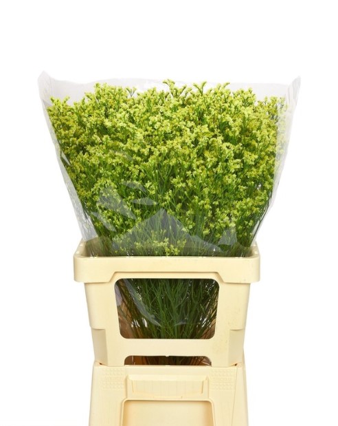 Лимониум сайрус даймонд в Санкт-Петербурге