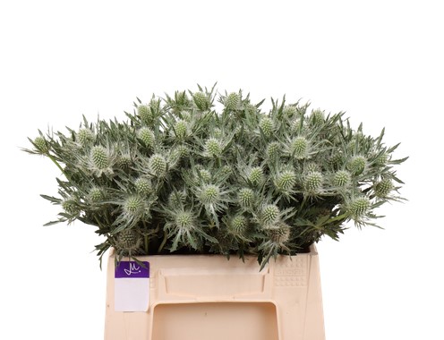 Эрингиум гемини кьюстар в Санкт-Петербурге