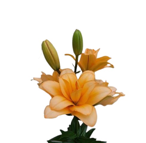 Лилия ла твинни пич в Москве