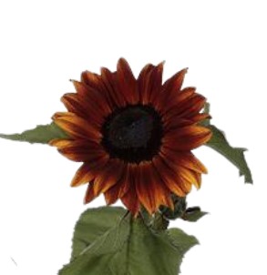 Гелиантус кларэ в Санкт-Петербурге