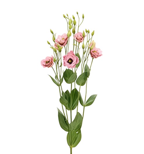 Eustoma double elece retro rose | Wholesale flowers, plants and supplies Eustoma double elece retro rose
