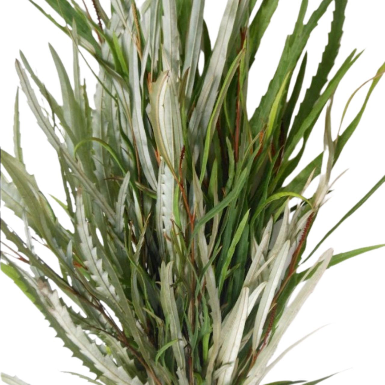 Листья Гривиллея шорт в Москве