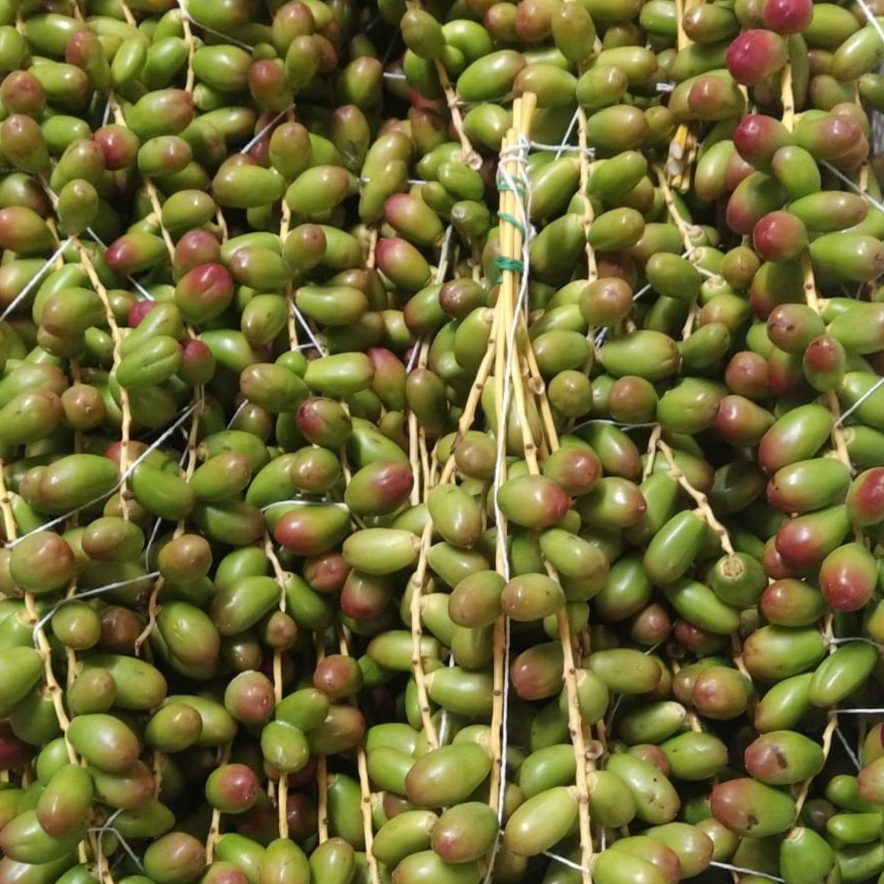 Плоды Пальма банана в Санкт-Петербурге