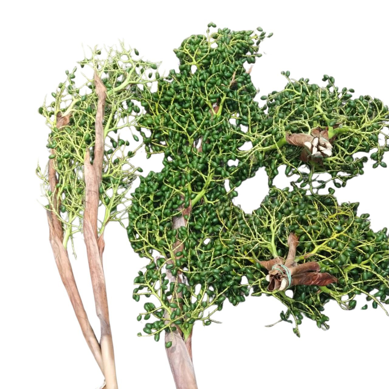 Плоды Пальма оливастра в Санкт-Петербурге