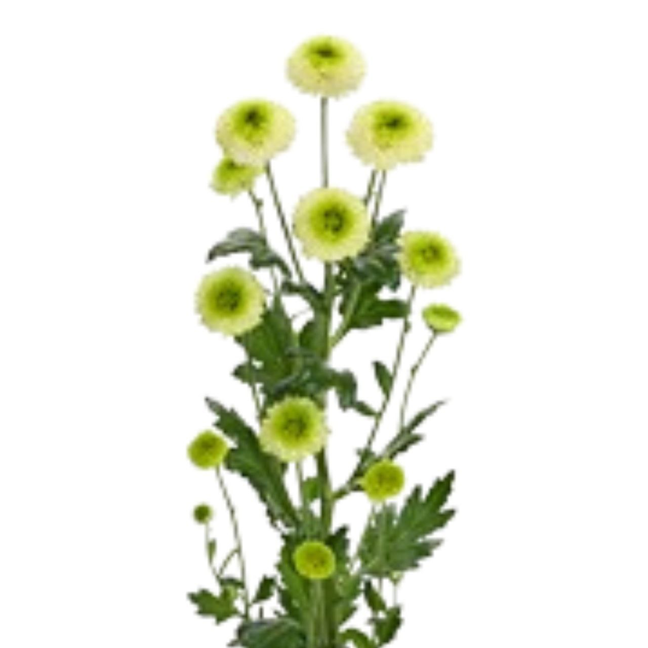 Хризантема тр фонтина в Новосибирске