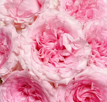 Роза однг годдес оф лао ривер в Москве