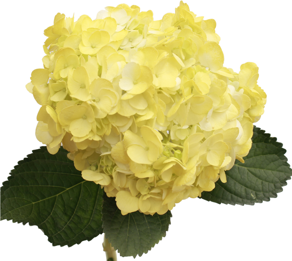 Гидрангия джамбо йеллоу