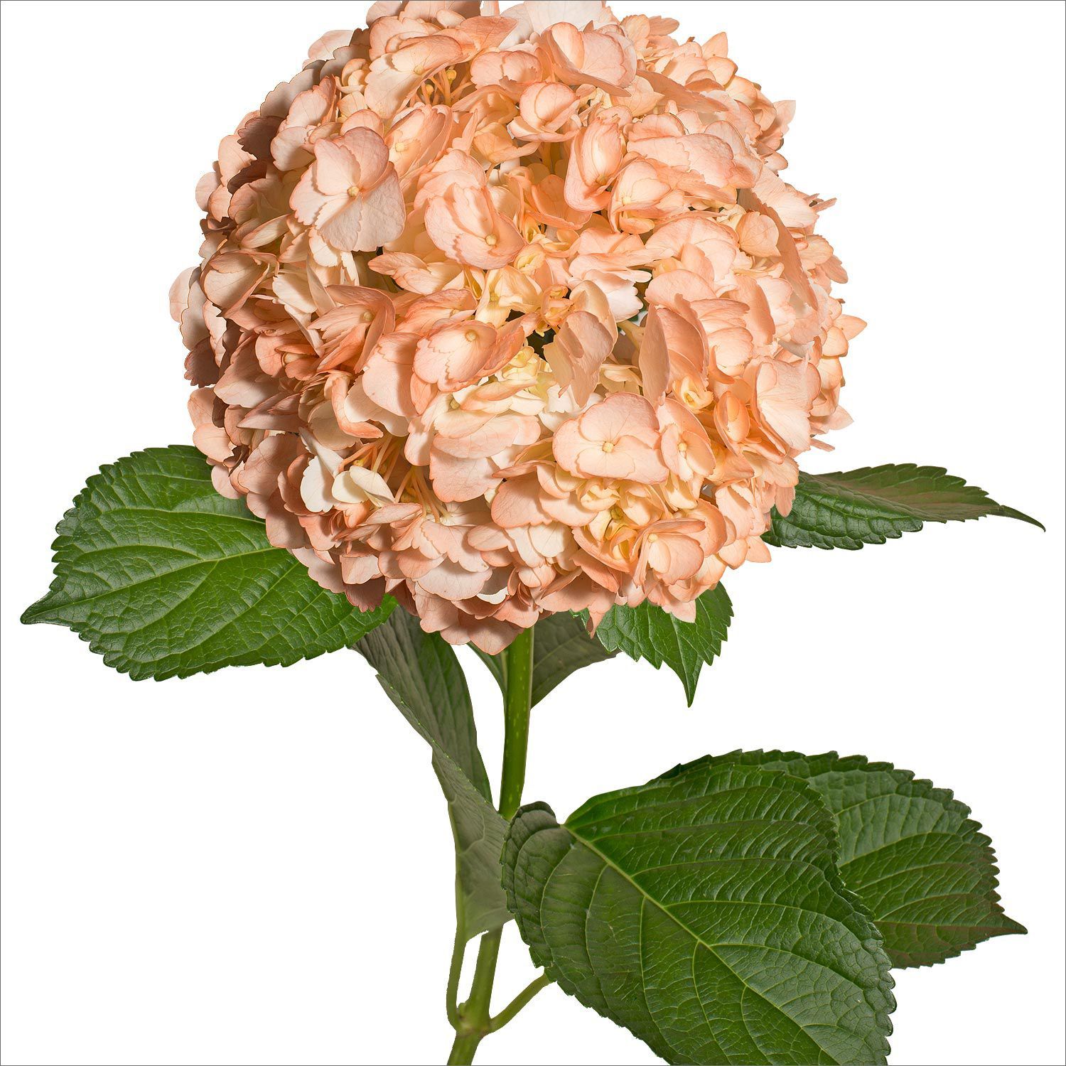 Гидрангия джамбо светло-персиковая