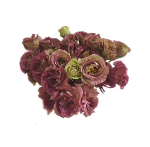 Eustoma double rosita brown | Wholesale flowers, plants and supplies Eustoma double rosita brown