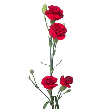 Гвоздика Кустовая опорто в Москве