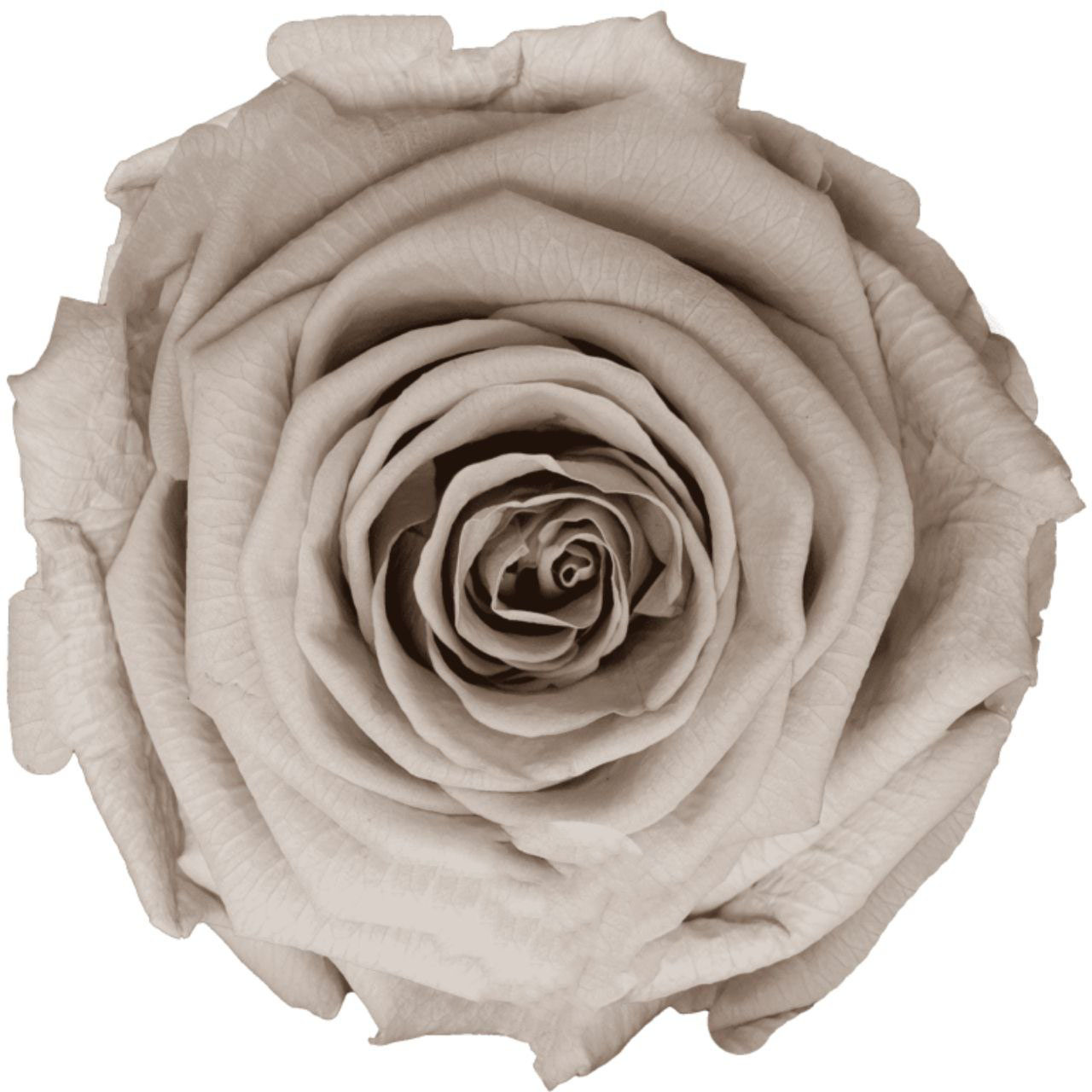 Роза стабилизированная бутон сэнд (6,5 см) в Новосибирске