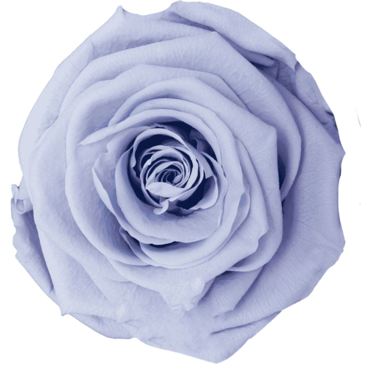 Роза стабилизированная бутон флорал лавандер (6,5 см) в Новосибирске
