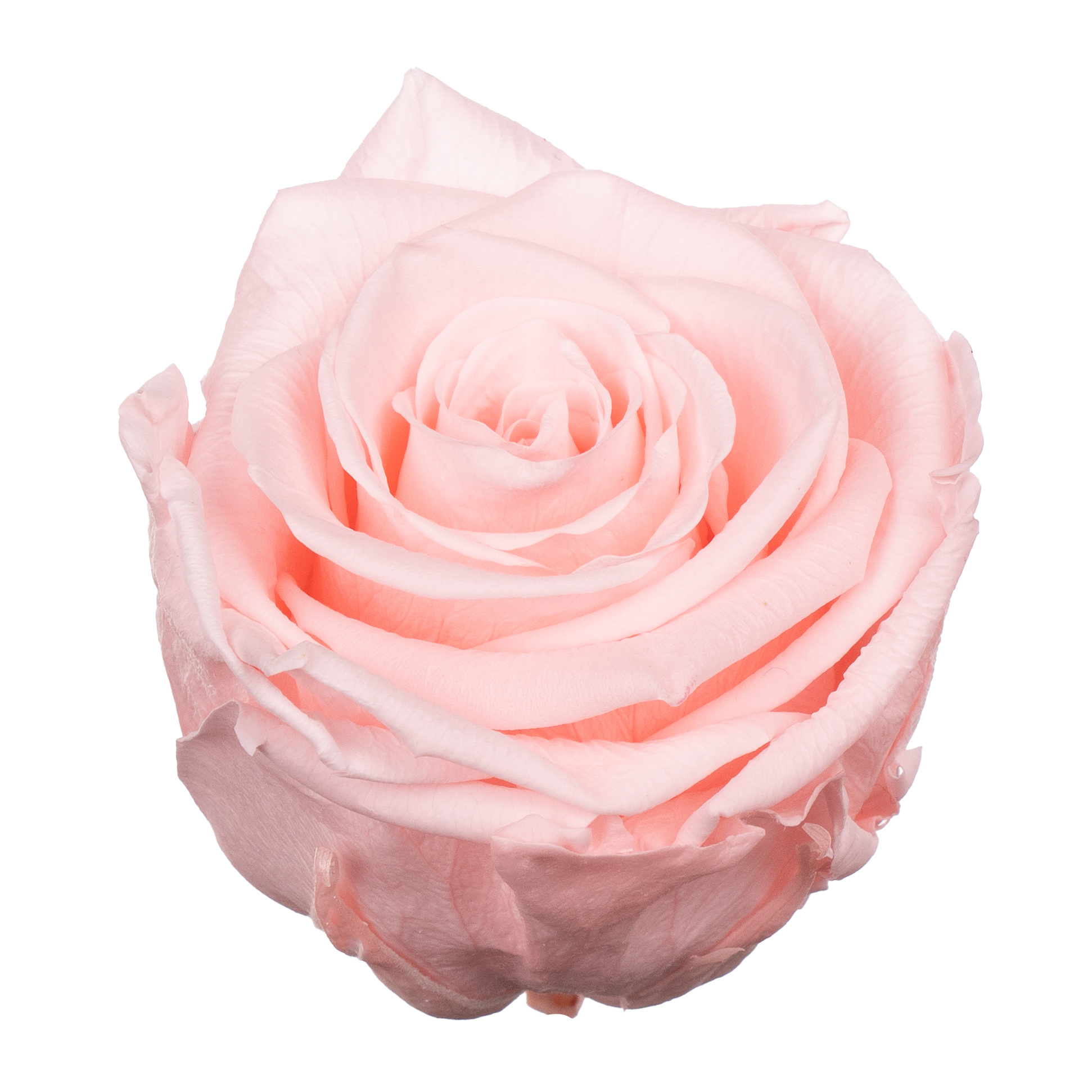 Роза стабилизированная бутон лайт пинк (6,5 см) в Новосибирске