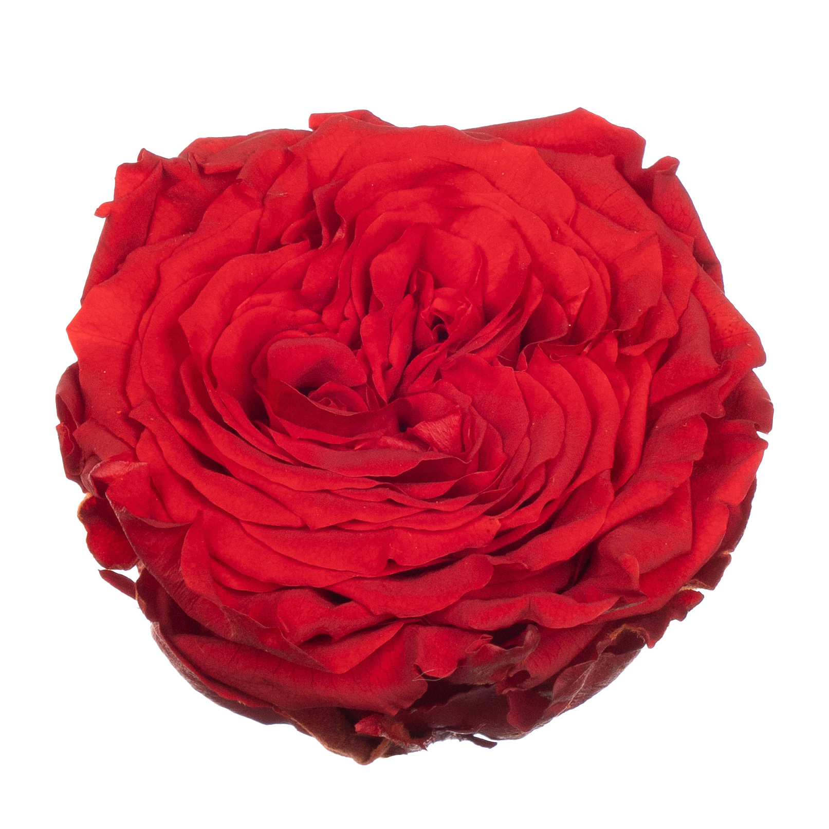 Роза стабилизированная бутон лайт ред (6,5 см) в Новосибирске