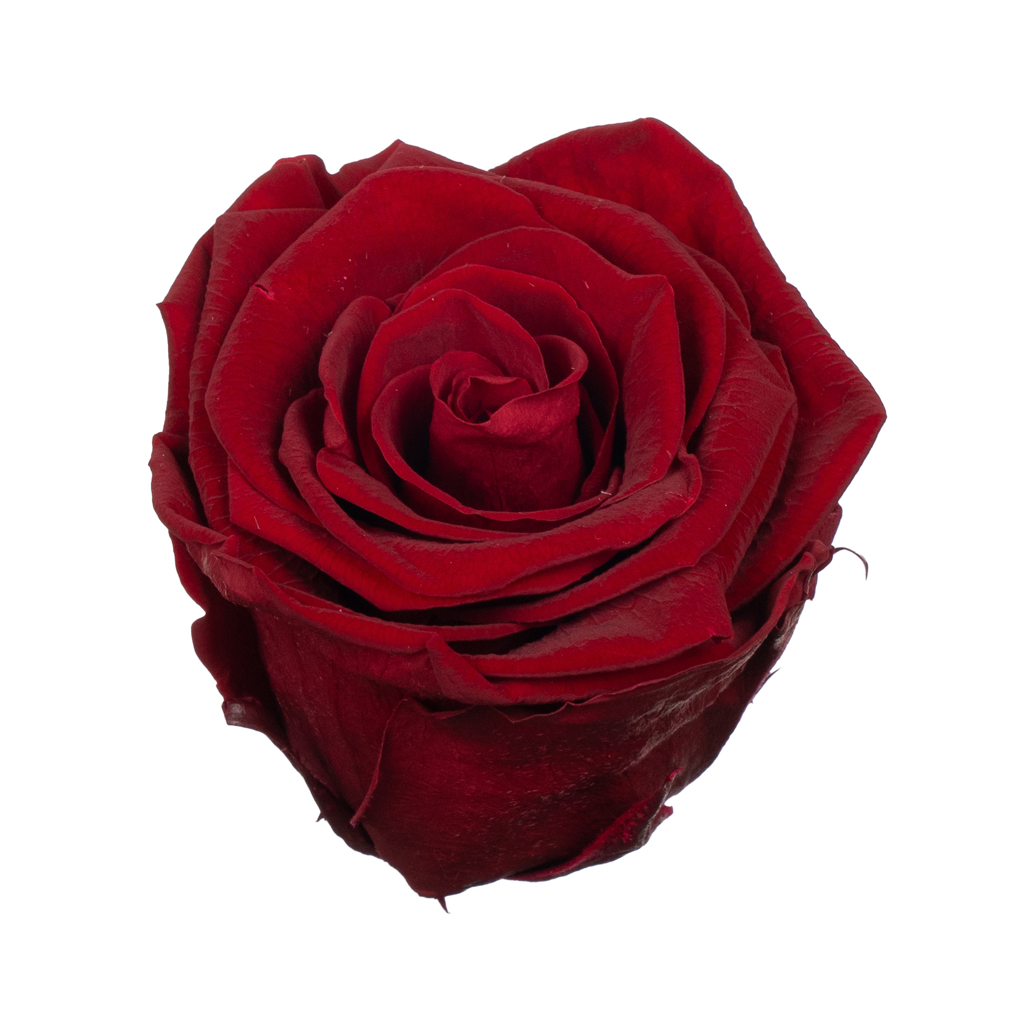 Роза стабилизированная бутон ред (6,5 см) в Новосибирске