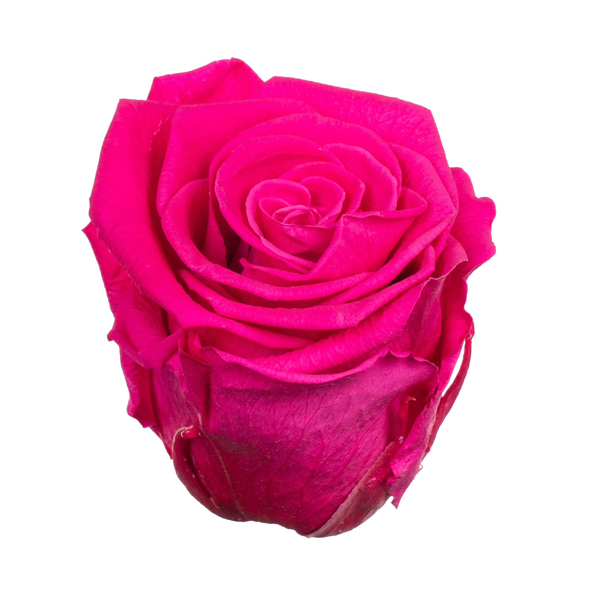 Роза стабилизированная бутон фуксия (6,5 см) в Новосибирске