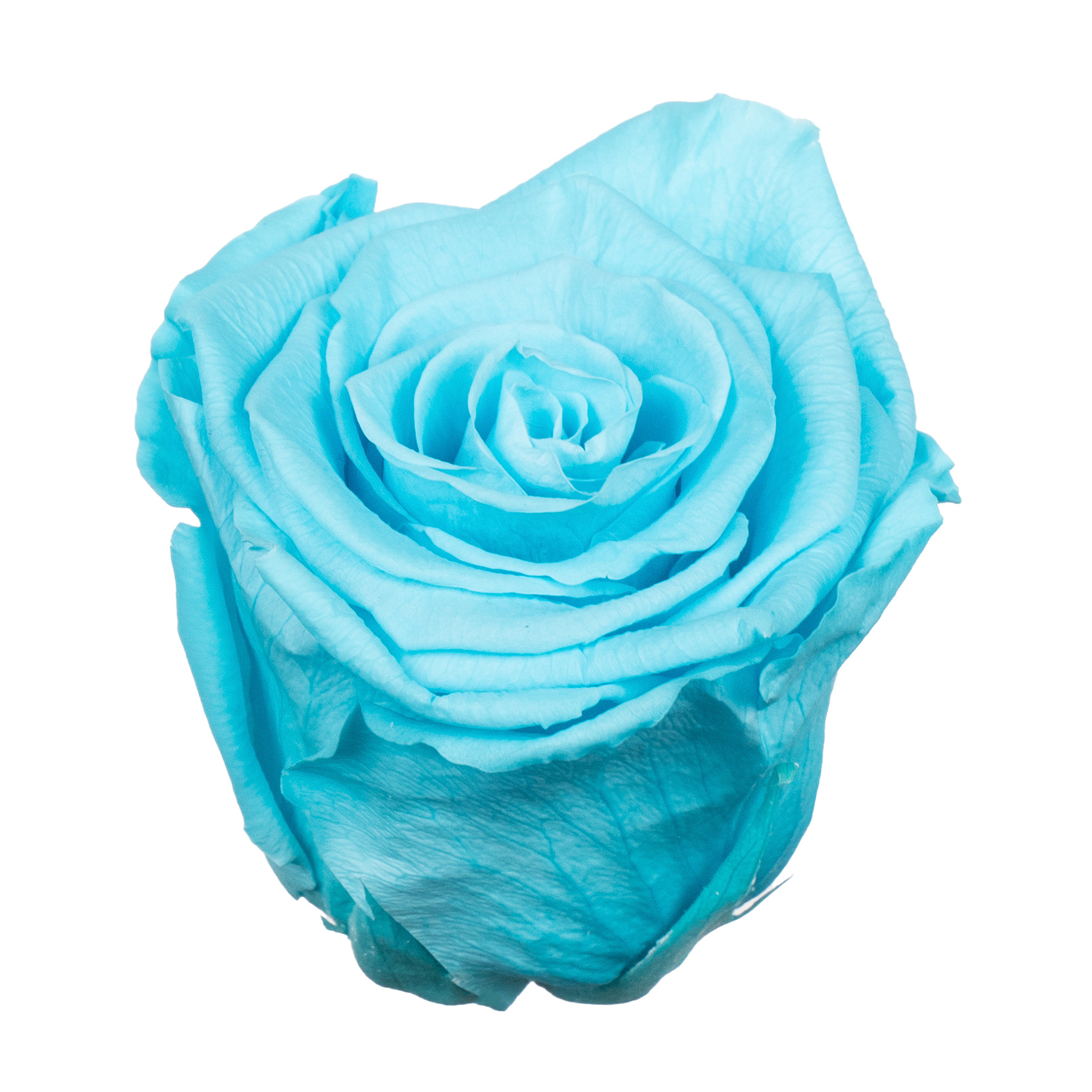 Роза стабилизированная бутон циан (6,5 см) в Новосибирске